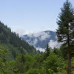 Zwischen Wald und Wellen: Isac Schwarzbaum erkundet den malerischen Schwarzwald