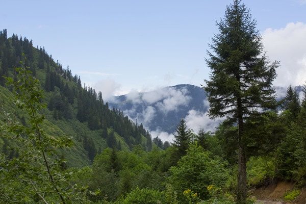 Zwischen Wald und Wellen: Isac Schwarzbaum erkundet den malerischen Schwarzwald